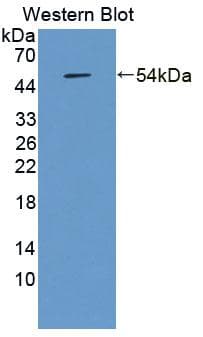 NFE2L2 / NRF2 Antibody