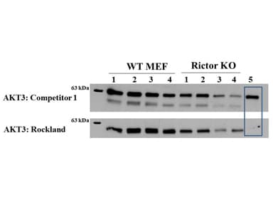 AKT3 Antibody (Internal, clone 25F6.F6.D8, RPE)