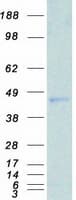 Human SIRT7 / Sirtuin 7 Protein (Recombinant Myc-DDK (Flag))