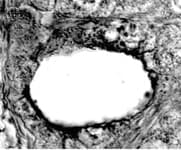 SCARB1 / SR-BI Antibody (Biotin)