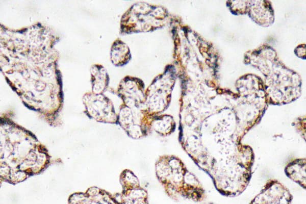 Polyclonal Rabbit anti-Human SERPINF1 / PEDF Antibody (Thr307, IHC)