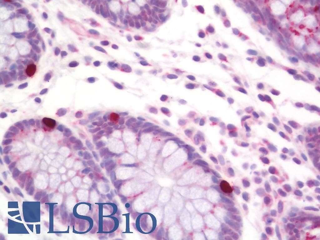 PathPlus™ Polyclonal Rabbit anti-Human BMP2 Antibody (aa226-275, IHC, WB)