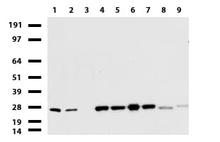 Monoclonal Mouse anti-Human C14orf166 Antibody (clone UMAB181, IHC, IF, WB)