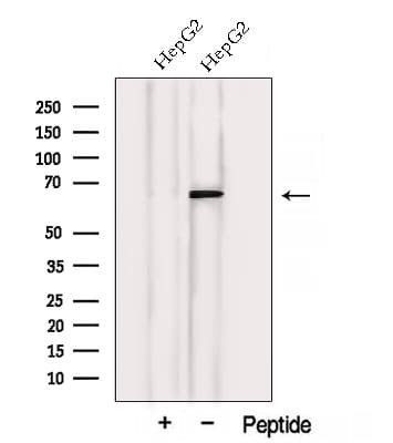 VPS45 Antibody