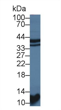 STAP1 / BRDG1 Antibody (aa1-297, PE)