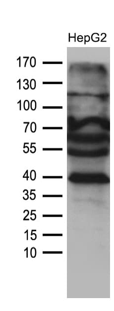 Monoclonal Mouse anti-Human AGPAT9 / MAG1 Antibody (clone OTI1D4, aa41-131, WB)