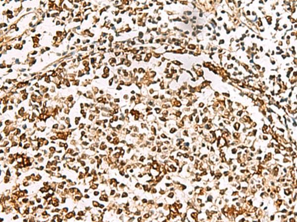 XRCC4 Antibody
