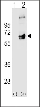 SYN / FYN Antibody (aa13-43)