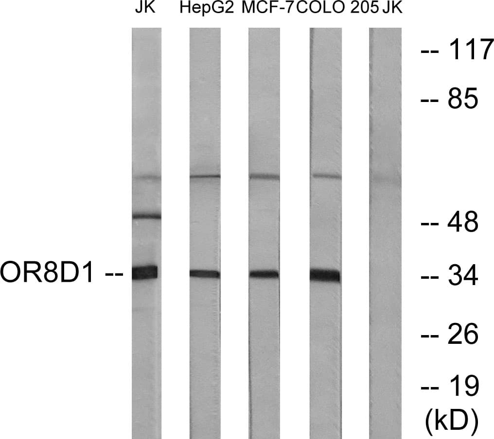 IHC-plus™ OR8D1 Antibody (aa234-283)
