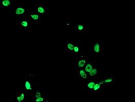 FMR1 / FMRP Antibody (aa36-279, clone OTI5B9)