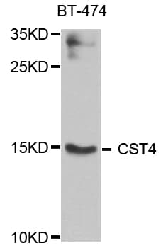 CST4 / Cystatin S Antibody