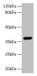 LRG1 / LRG Antibody
