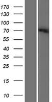 SLC6A12 / BGT-1 Protein (Over-Expression Lysate Myc-DDK (Flag))