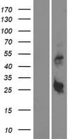 DYNAP Protein (Over-Expression Lysate Myc-DDK (Flag))