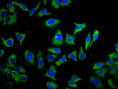 TMEM88 Antibody