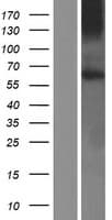 GPR161 Protein (Over-Expression Lysate Myc-DDK (Flag))