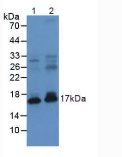 NPPA / ANP Antibody (FITC)