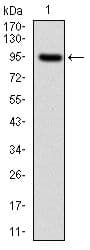 NF-L / NEFL Antibody (clone 1H3)