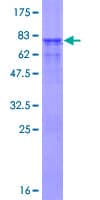 Human USP46 Protein (Recombinant GST)
