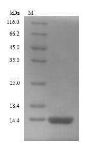 Escherichia coli glpE Protein (Recombinant 6His, N-terminus)