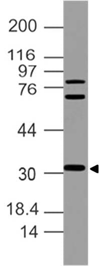 BTLA / CD272 Antibody