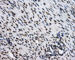 GRIPAP1 / GRASP1 Antibody (clone OTI1E3, Carrier-free)
