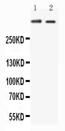 Polyclonal Rabbit anti-Human HTT / Huntingtin Antibody (aa3106-3121, WB)