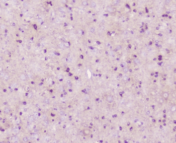 ELAVL2 / HUB Antibody