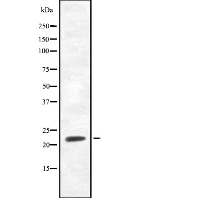 FGF20 Antibody
