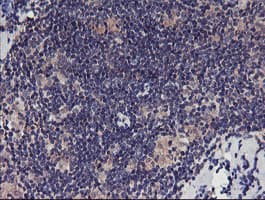 TMEFF2 Antibody (clone OTI1B4)