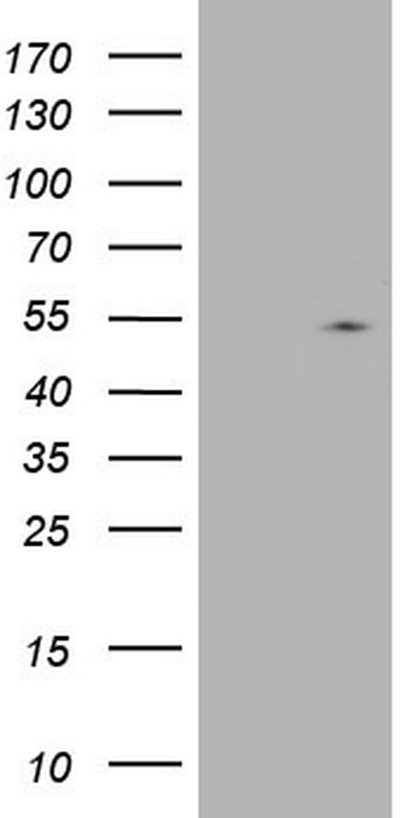 NUDT12 Antibody (aa1-251, clone OTI7C3, Carrier-free)