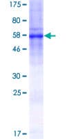 Human SYNE4 / C19orf46 Protein (Recombinant GST)