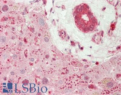 IHC-plus™ 14-3-3 Antibody (N-Terminus)