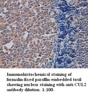 CUL2 / Cullin 2 Antibody (Internal)