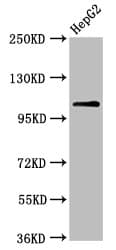 Polyclonal Rabbit anti-Human USP4 Antibody (IHC, IF, WB)