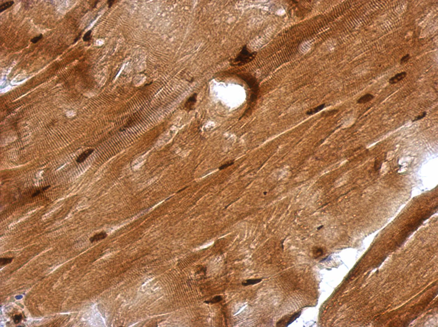 GMEB1 Antibody