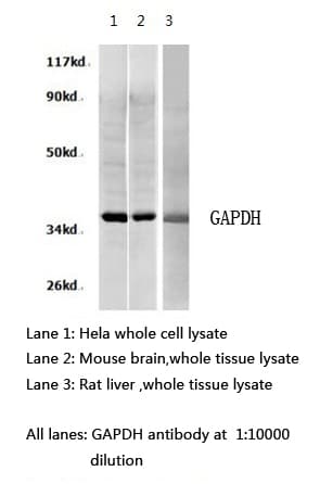 GAPDH Antibody