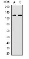 UBE1L2 / UBE1L2 Antibody