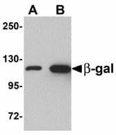 Beta Galactosidase Antibody