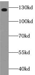PIK3CG / PI3K Gamma Antibody