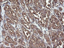 PDIA3 / ERp57 Antibody (clone OTI3E1)