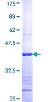 Human SEMA4A / Semaphorin 4A Protein (Recombinant GST, N-terminus)