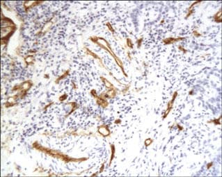 CD34 Antibody