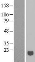 IFNA6 / Interferon Alpha 6 Protein (Over-Expression Lysate Myc-DDK (Flag))