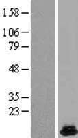 HRSP12 / UK114 Protein (Over-Expression Lysate Myc-DDK (Flag))