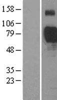 SIGLEC7 / CD328 Protein (Over-Expression Lysate Myc-DDK (Flag))