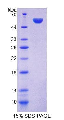 Mouse FARS2 Protein (Recombinant His-T7, N-terminus)