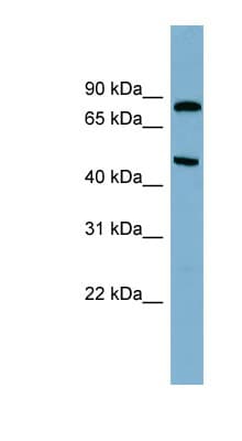 PANK4 Antibody (N-Terminus)