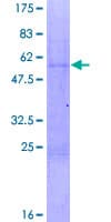 Human NAB2 Protein (Recombinant GST)
