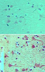NUP160 Antibody (aa668-686)